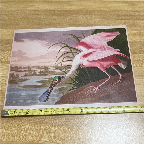 ( 0385) Pink and Green Bird Art Print “ 8 X 10” Unframed MOIAS Museum Of Arts - Picture 5 of 6